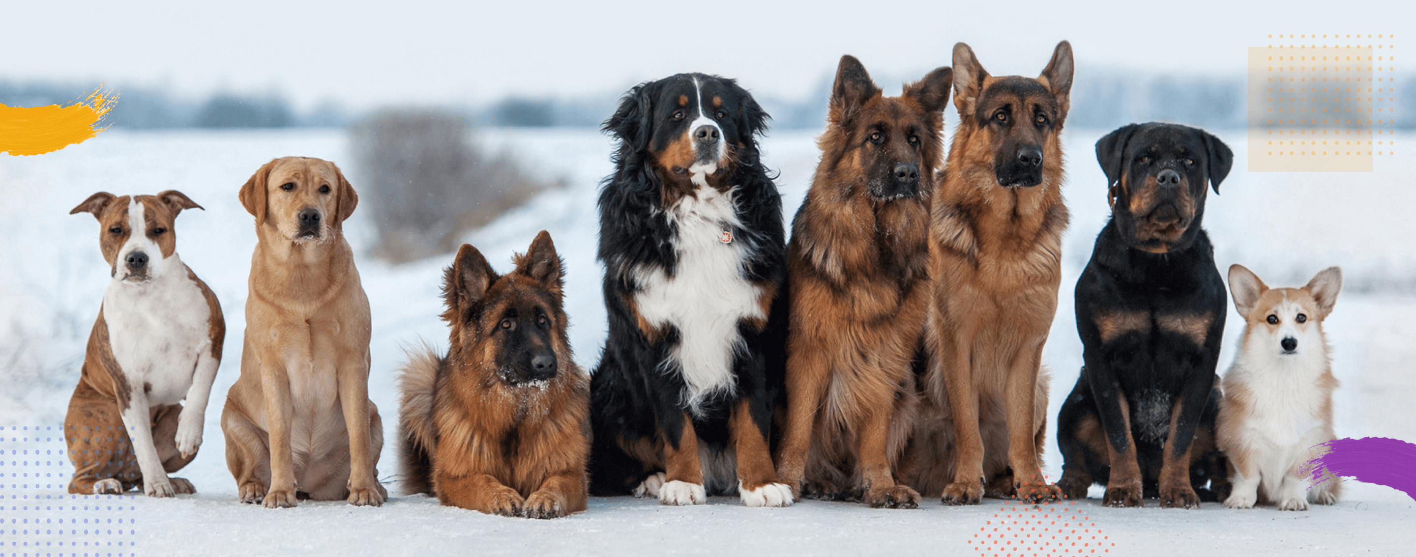 Eight dogs, of different breeds, sitting side by side.